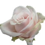 Sweet Avalanche Rose d'Equateur Ethiflora